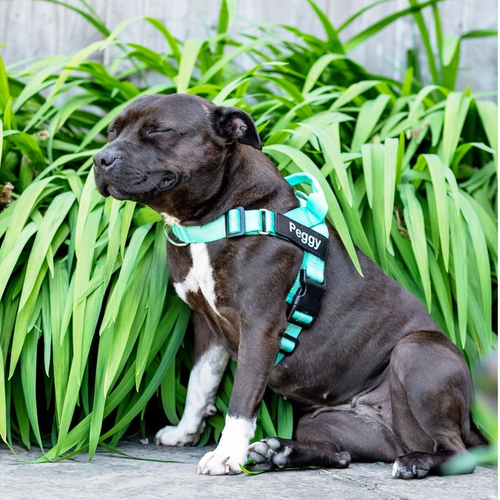 Harnais de contrôle anti-traction pour chien - Caniloop